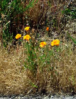 6645-c-CalifPoppies-052806-1255p