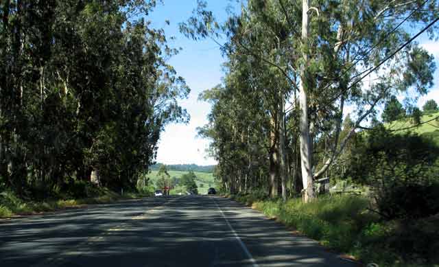 6695-EucalyptusAlongRoad-052806-406p