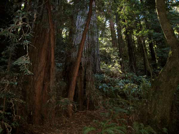 1246-LightThroughAncientRedwoods-070925-246p