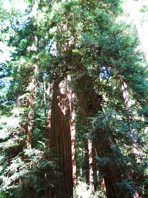 7725-Redwoods-070925-241p