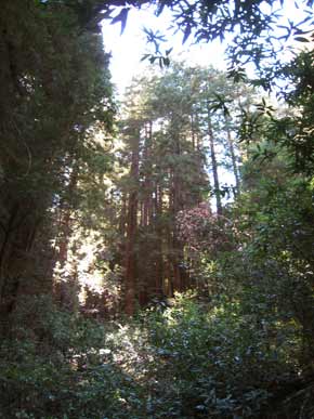 1254-TallRedwoods-070925-250p