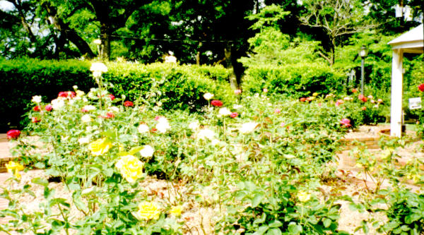 Stanton Hall Rose Garden