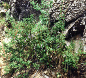 Click here to continue tour.