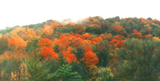 Fall color in the Finger Lakes region