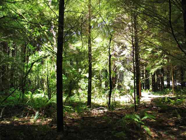 6442-FtClatsopWoods-052606-153p