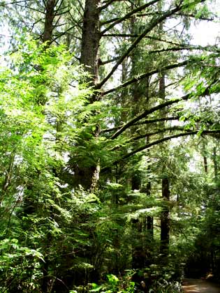 6440-FtClatsopWoods-052606-153p