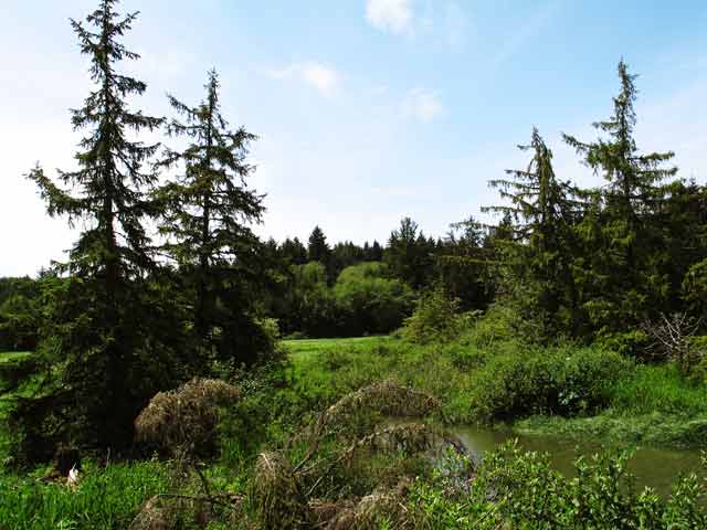 6447-FtClatsopWoods-052606-159p