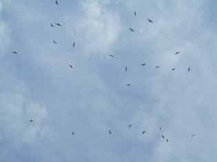 6467-SoaringSeaBirds-052606-329p-450