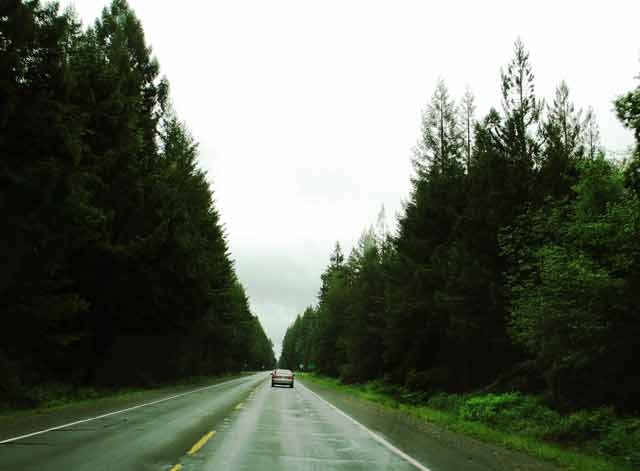 6533-HwyInForest-052706-306p
