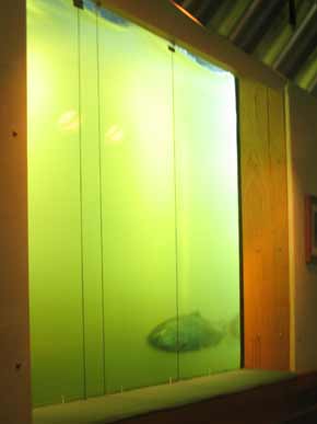 5128-FishLadderWindow-051206-424p