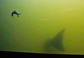 5125-FishInLadder-051206-422p