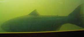 5124-SalmonInLadder-051206-419p