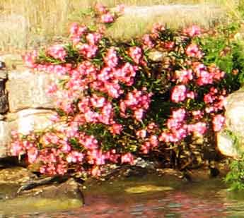FlowersOnShore-c-052905-652p