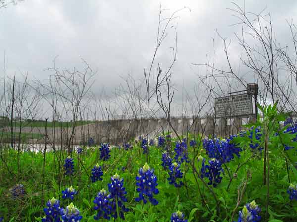 BlueBonnets-2-040207-204p-7622