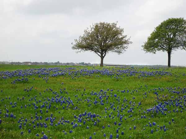 BluebonnetsNearDam-040207-225p-0239