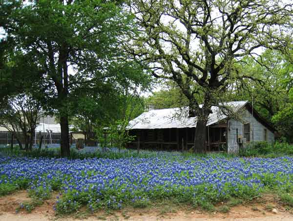 OldCabin-Bluebonnets-040207-258p-0240