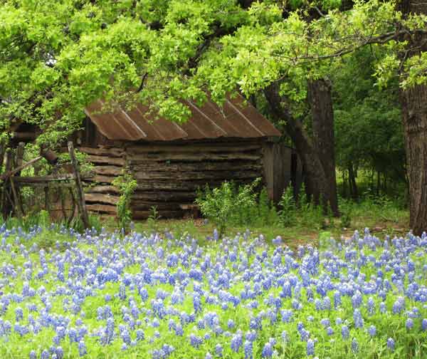 LogCabin-Bluebonnets-040207-259p-0241