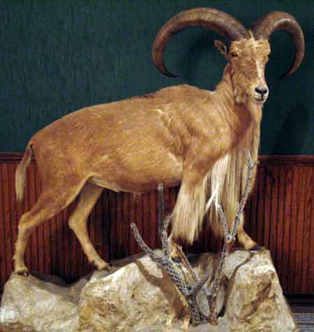 MountainSheep-061805-1128a