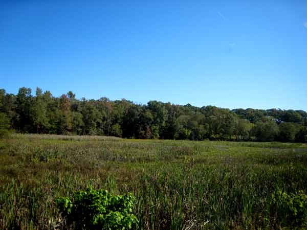 5645-WoodsNearPond-08-1024-1104a