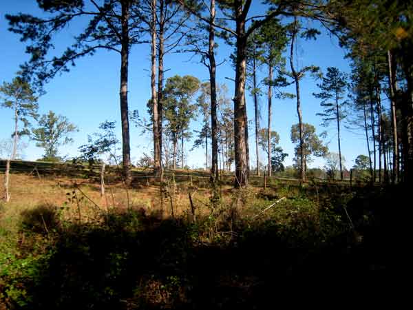 5652-Trees-08-1024-1108a""