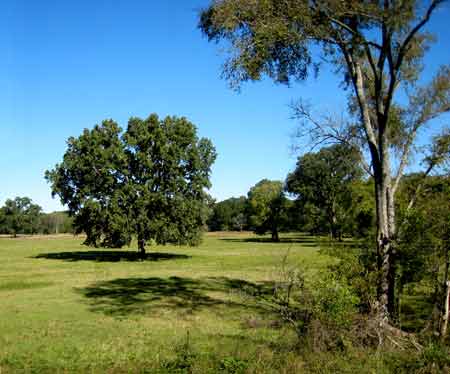 5660-TreesInField-08-1024-1125a