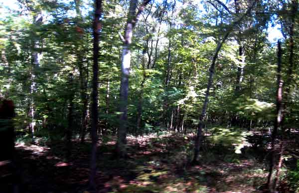 5663-Woods-c-08-1024-1129a
