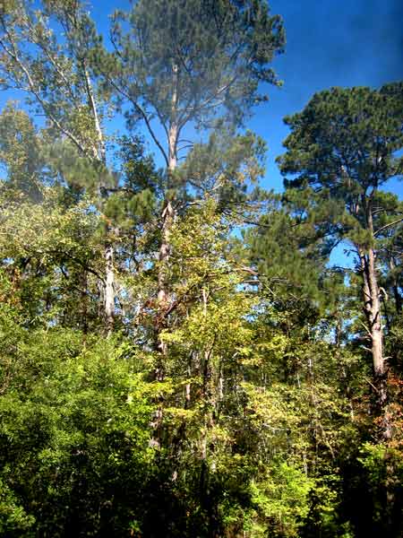 5670-ETexTrees-08-1024-1141a