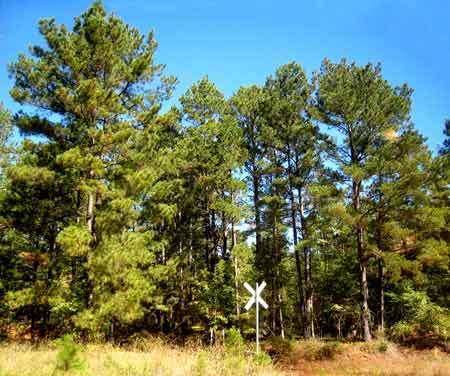 5676-PineyWoods-08-1024-1143a