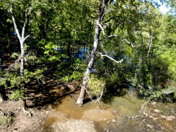 5713-WetWoods-08-1024-108p