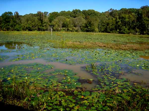 5725-LotusPond-paths-08-1024-135p