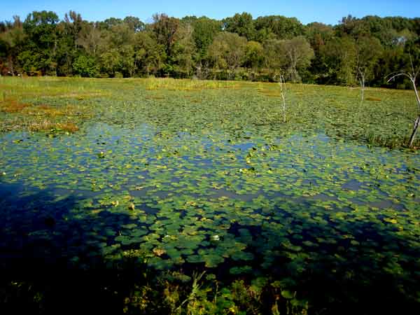5726-LilyPond-08-1024-135p