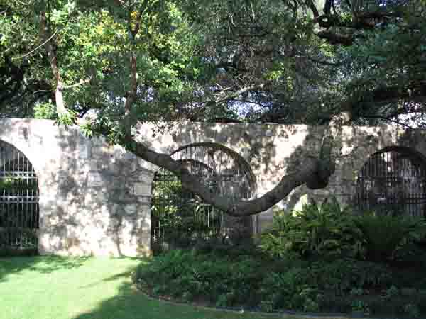 AlamoWall-061905-632p