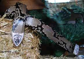 snakeskinBelt-061905-722p