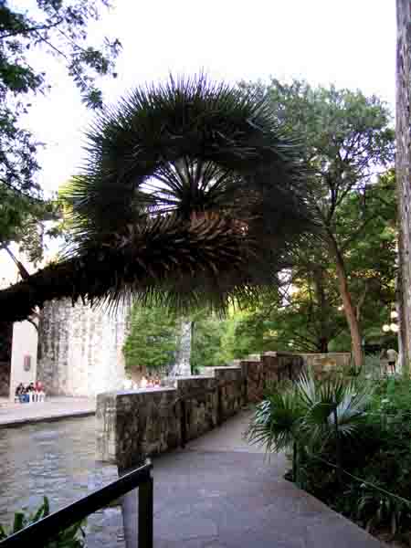 PalmCircle-061705-859p