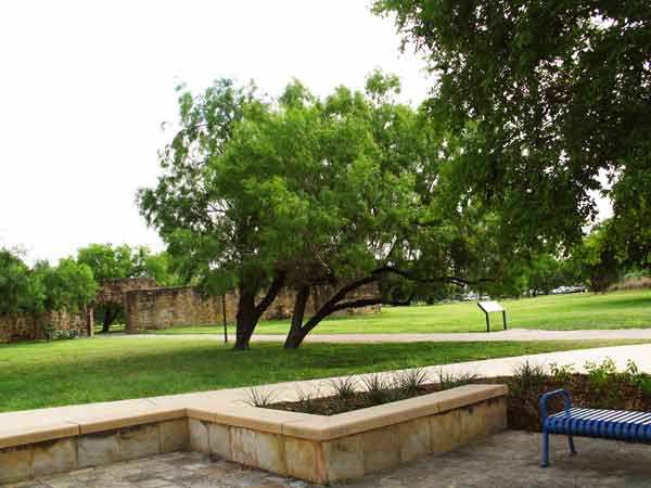 MesquiteTrees-061905-958a