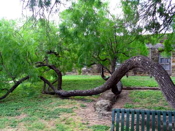 BrokenTreeLimbRooted&Growing-OldFoundation-061905-1022a
