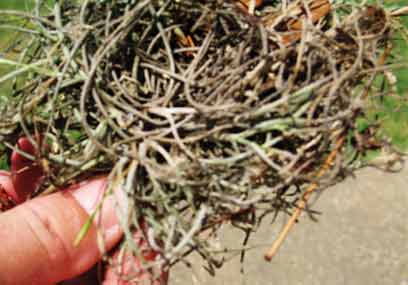 BallMoss-061905-1037a