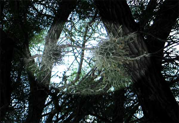 BallMoss-061905-1024a