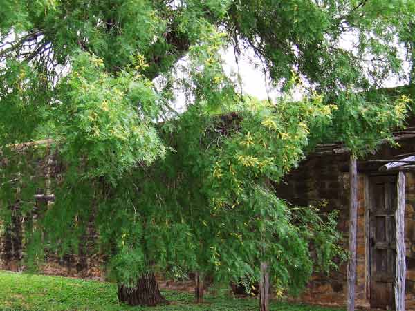MesquiteInBloom-061905-1021a