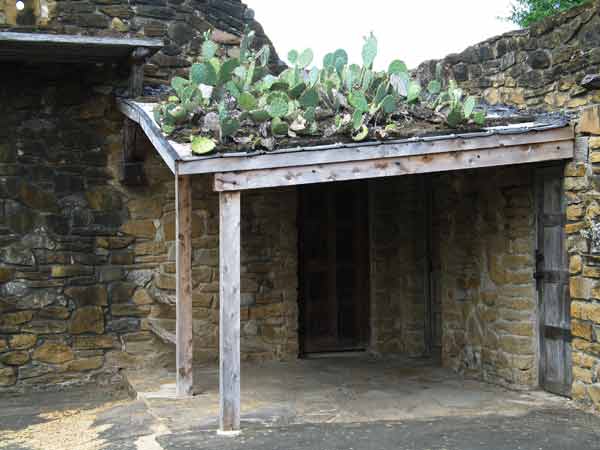CactiOnPorchRoof-061905-1103a