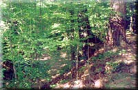 The Natchez Trace in Mississippi