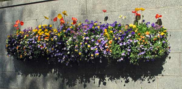 4891-LDS-FlowersOnWall-051006-436p