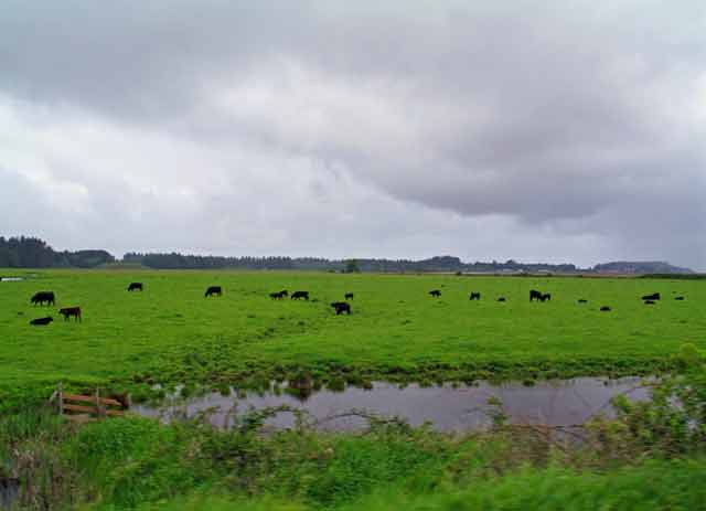6389-RoseRanchCattle-052606-1108a