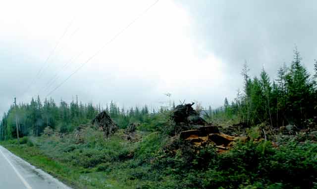 6251-LoggingDebris-052406-216p