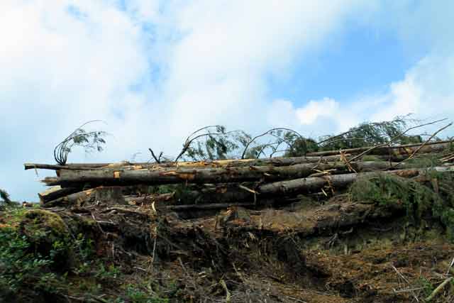 6252-LoggingDebris-052406-231p