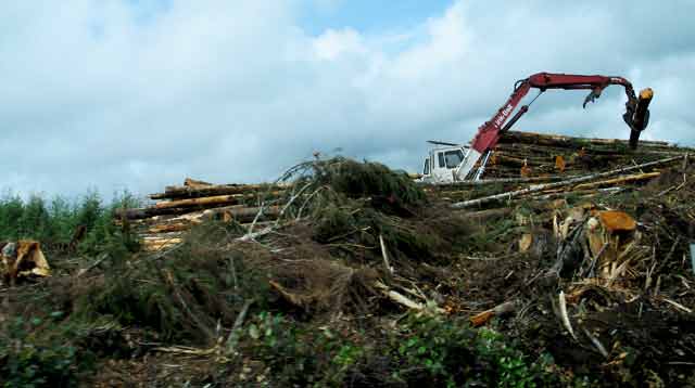 6253-StackingLogs-052406-231p