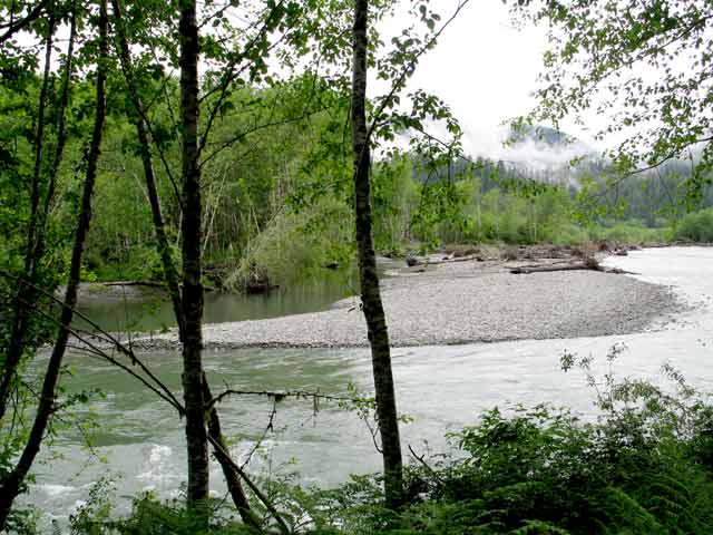 6291-QuinaultRiver-052506-945a