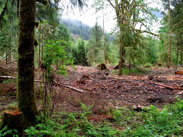 6292-LoggingOutsideNatlForest-052506-947a