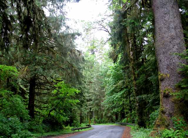 6296-ForestRoad-052506-948a