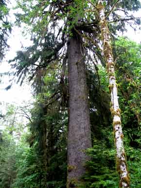 6294-BigTree-052506-948a